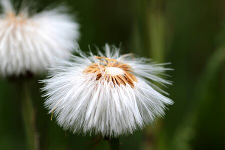 Flying seeds flourished from spring photo