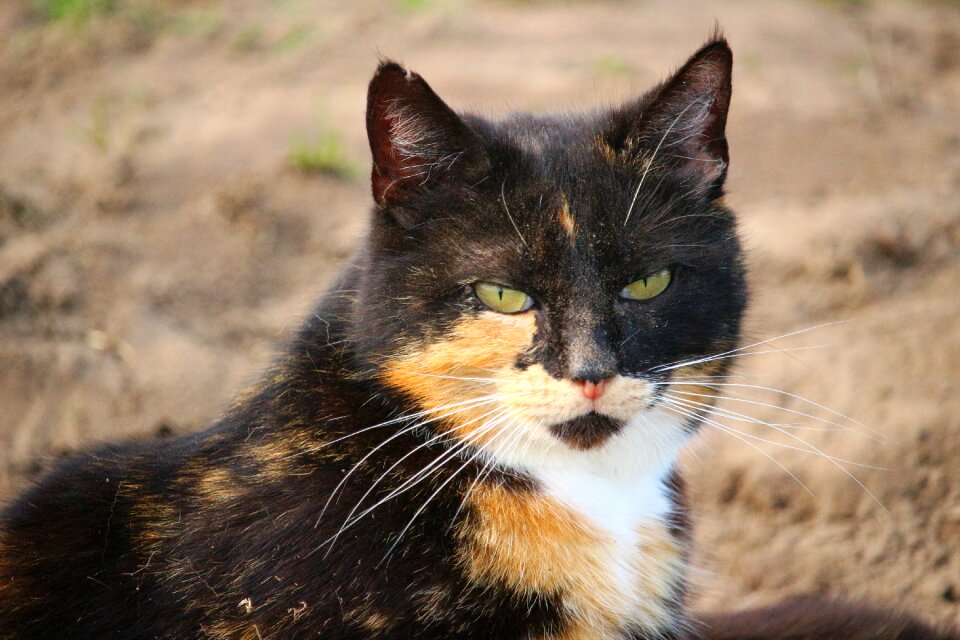 Domestic cat lucky cat tricolor cat