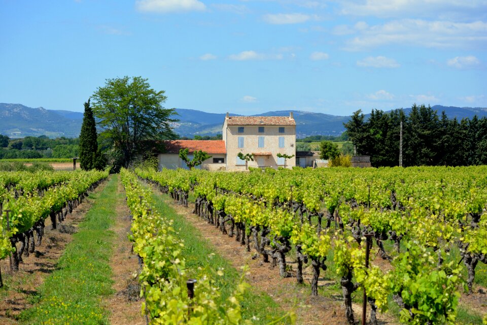 Vineyard landscape view photo