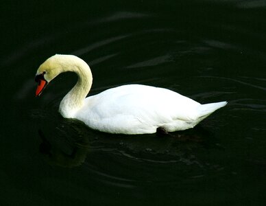 Nature water wildlife