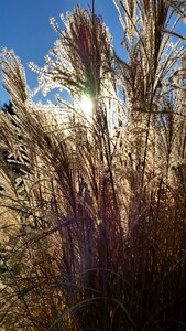 Field backlight summer