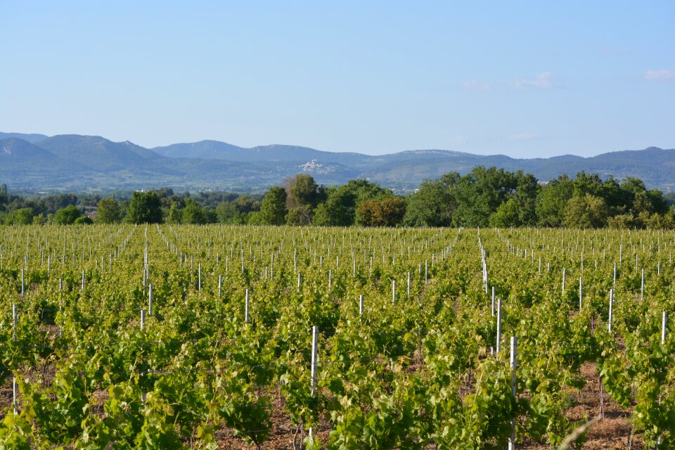 Dentelles the montmirail view nature