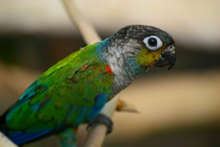 Parrot bird color