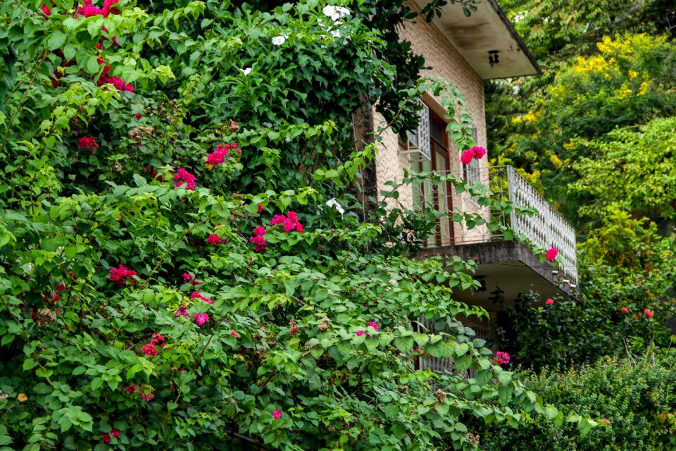Residence means green