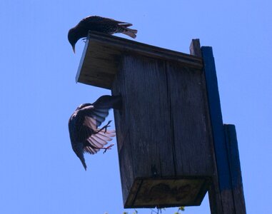 Feed bird rigid family