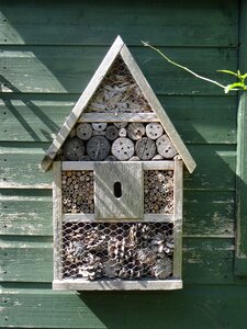 Wasp nature nesting