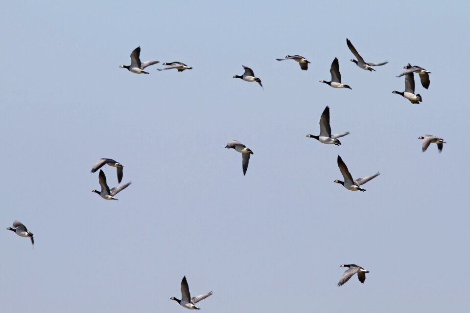 Geese westerhever nordfriesland