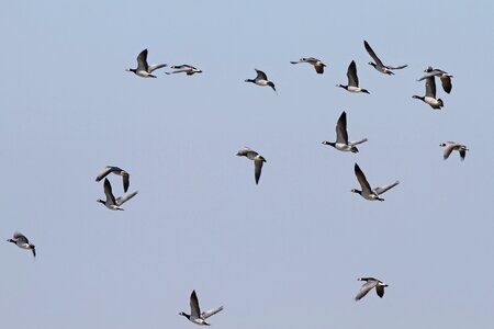 Geese westerhever nordfriesland