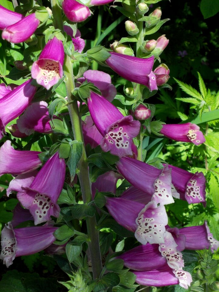 Medicinal plant digitalis purpurea digitalis