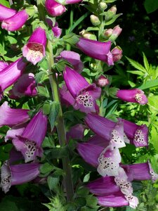 Medicinal plant digitalis purpurea digitalis