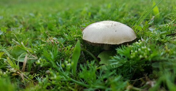 Fungus plant cap