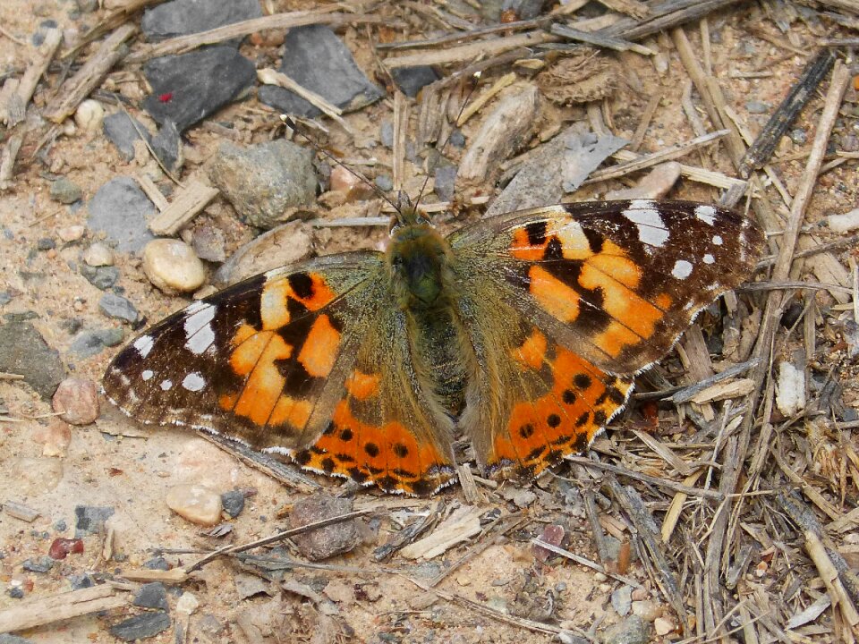Vanesa from thistles butterfly lepidopteran