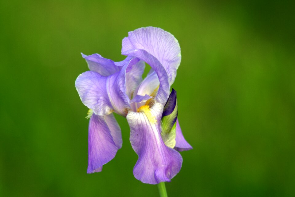 Flower cup a garden plant photo