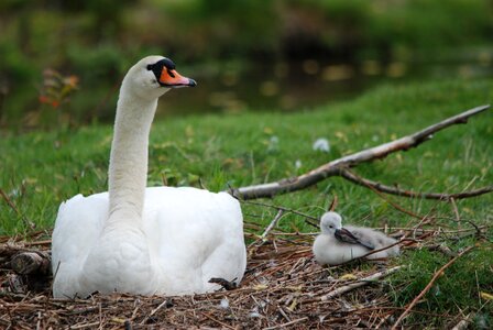 Young small mother