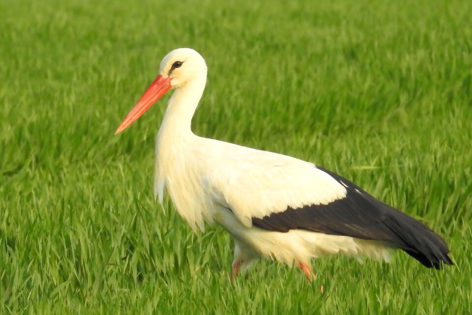 Nature birds rattle stork