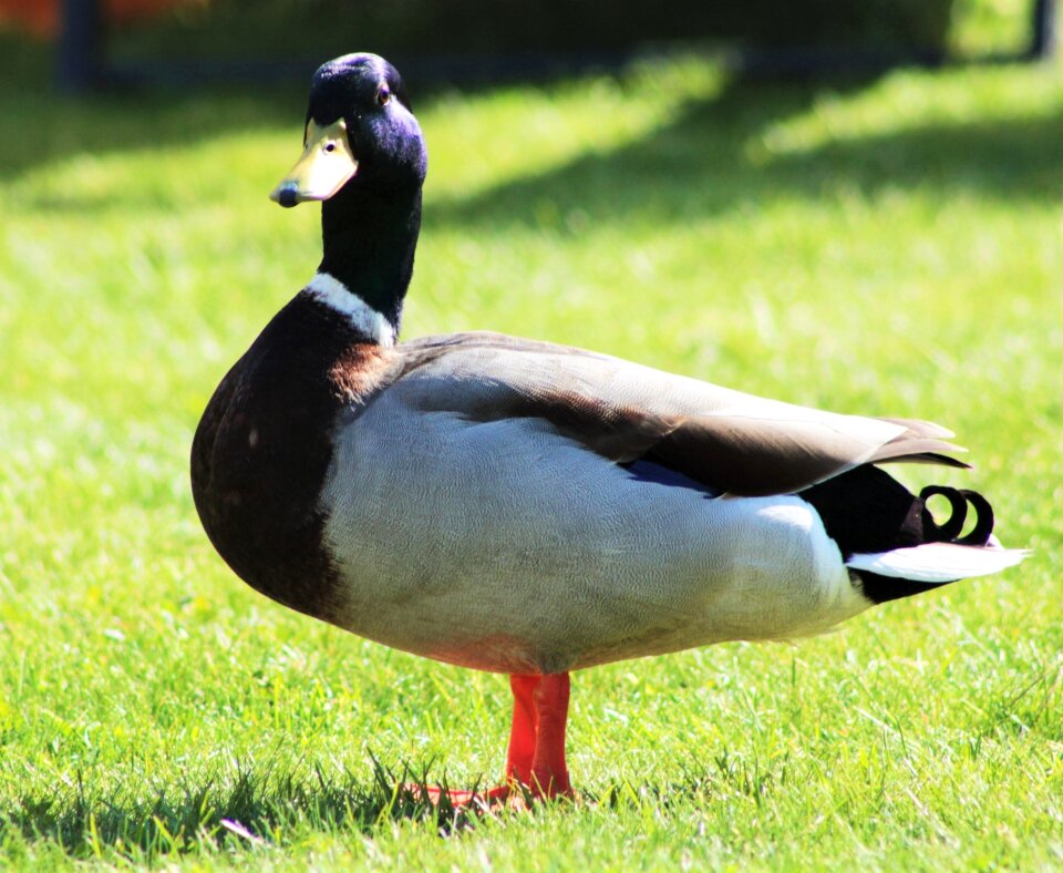 Water bird animal bird