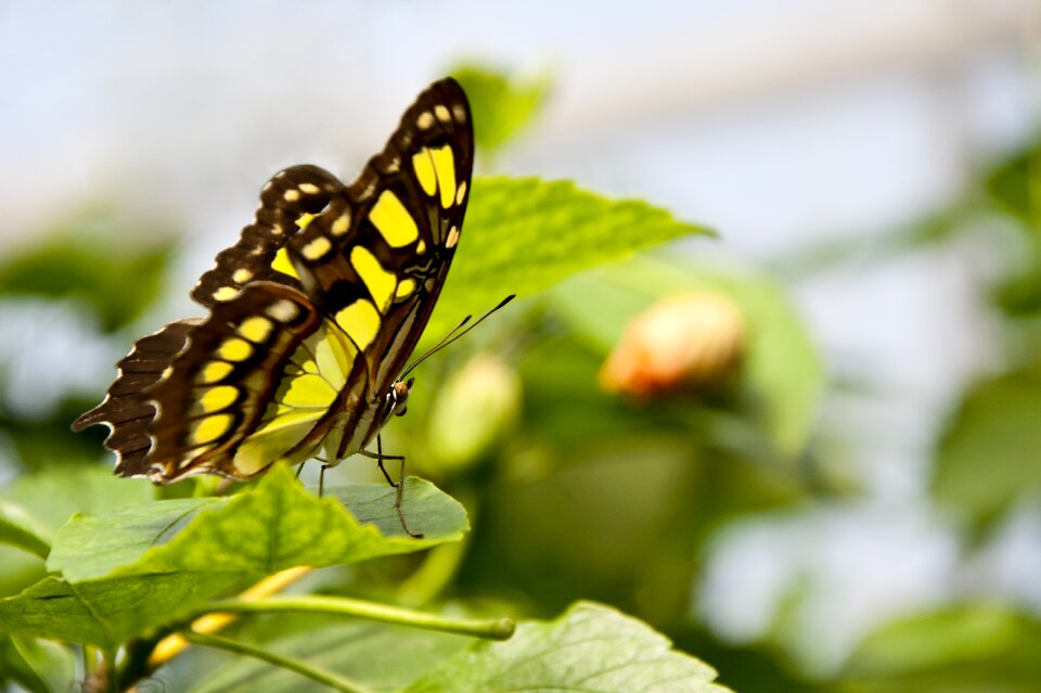 Macro insect yellow