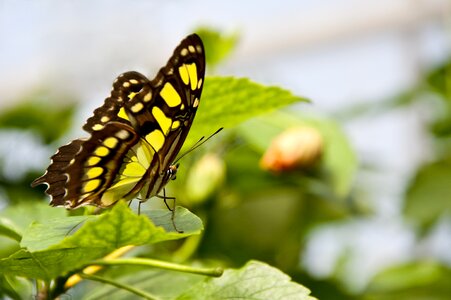 Macro insect yellow