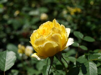 Petals of yellow garden sunlight