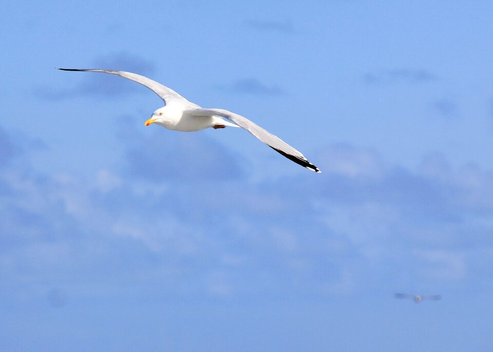 Flight gull nature
