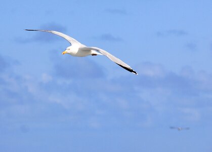 Flight gull nature photo