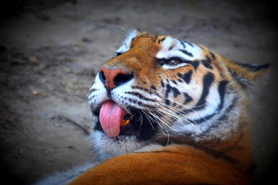 Language feline predator