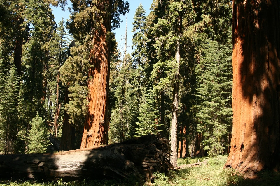 California path natural