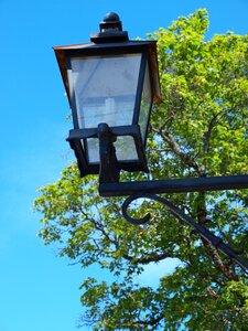 Sky blue lamp tree