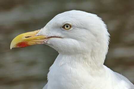 Seagull gulls head bill photo