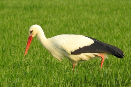 Nature birds rattle stork photo