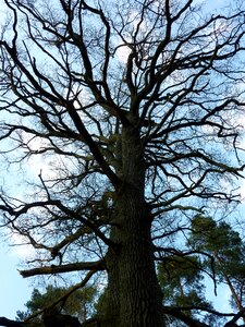 Spring kahl old tree