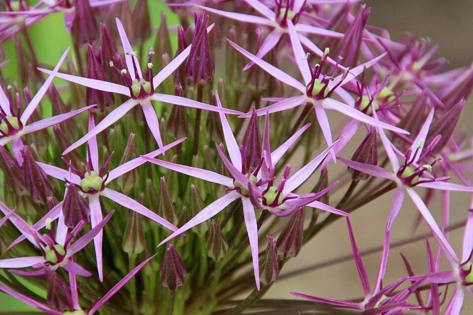 Leek leek greenhouse flower