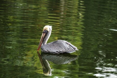 Water nature animal