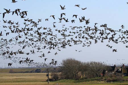 Geese westerhever nordfriesland