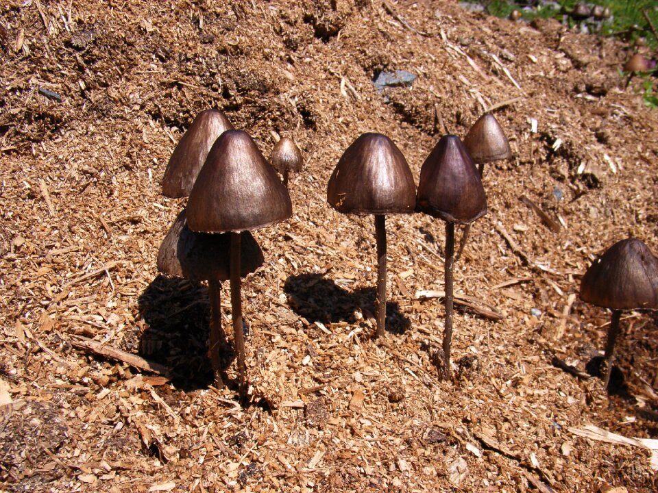 Autumn nature mushroom picking