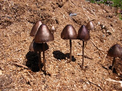 Autumn nature mushroom picking photo