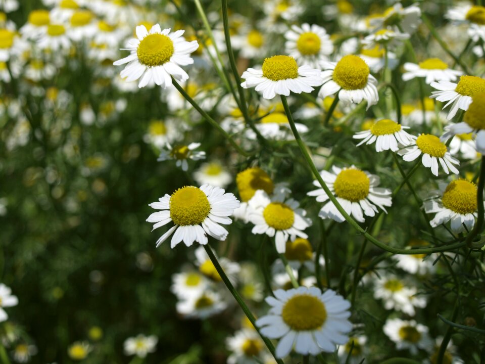 Margaret nunobiki herb garden flowers