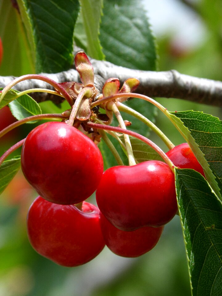 Cherry red fruit sweet