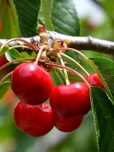 Cherry red fruit sweet