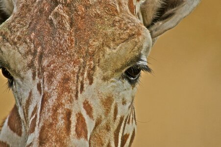 Eye fur close up