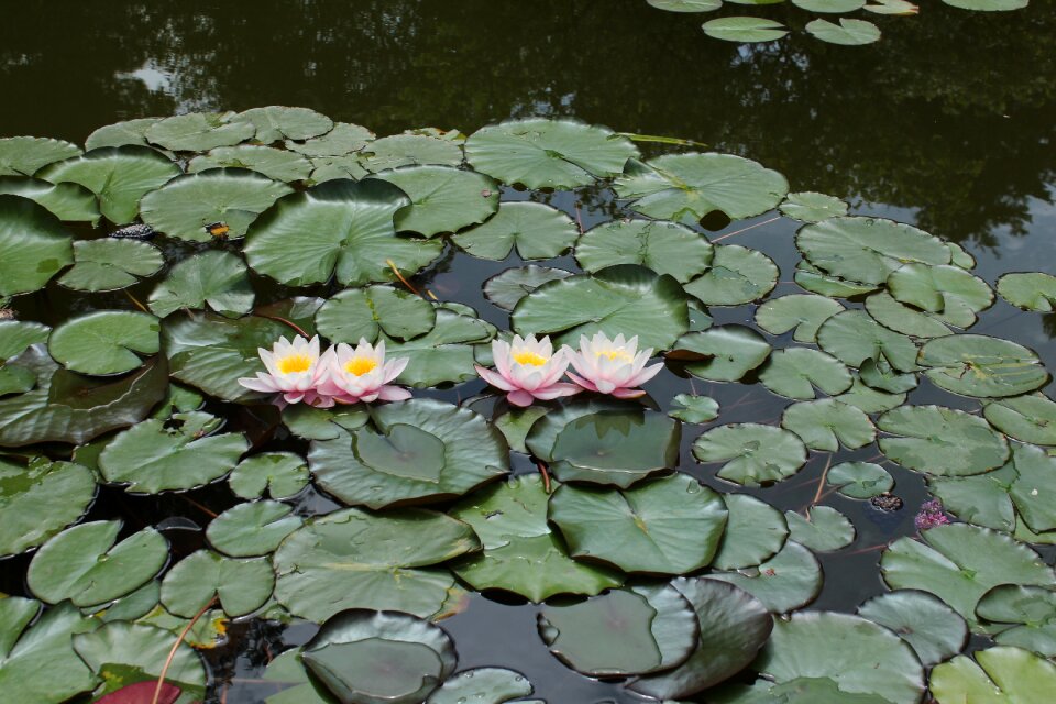 Water-lily waterlily plant