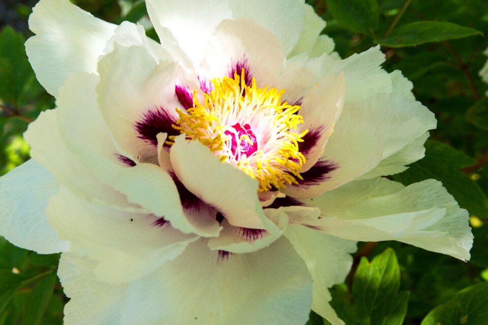 Blossom bloom white splendour