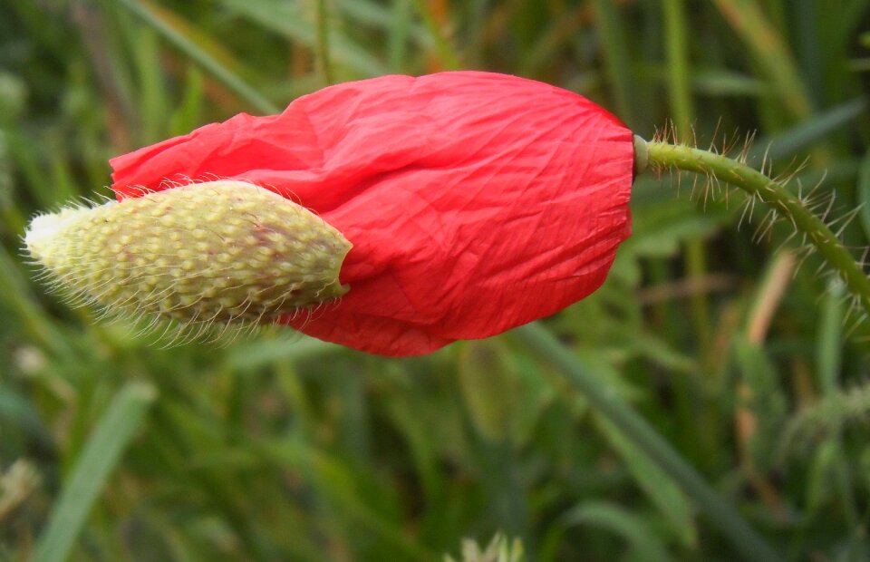Fields country red flowers