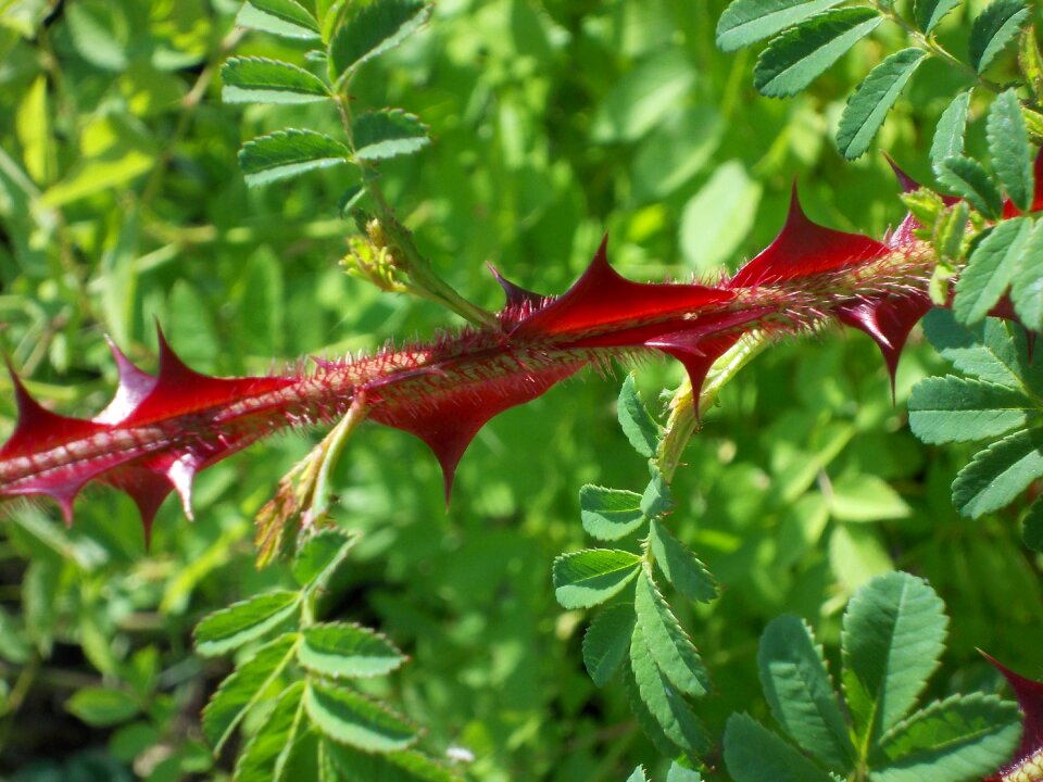 Barbed rose wild rose omeiensis pteracantha