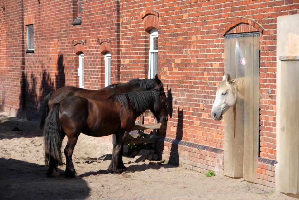 Horse horse head farm