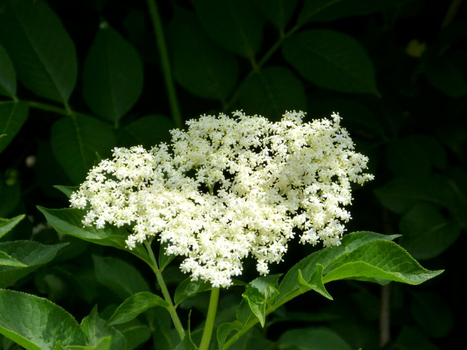 Medicinal plants phytotherapy sambucus nigra