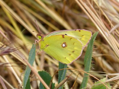 Colias croceus butterfly safranera de l'alfals