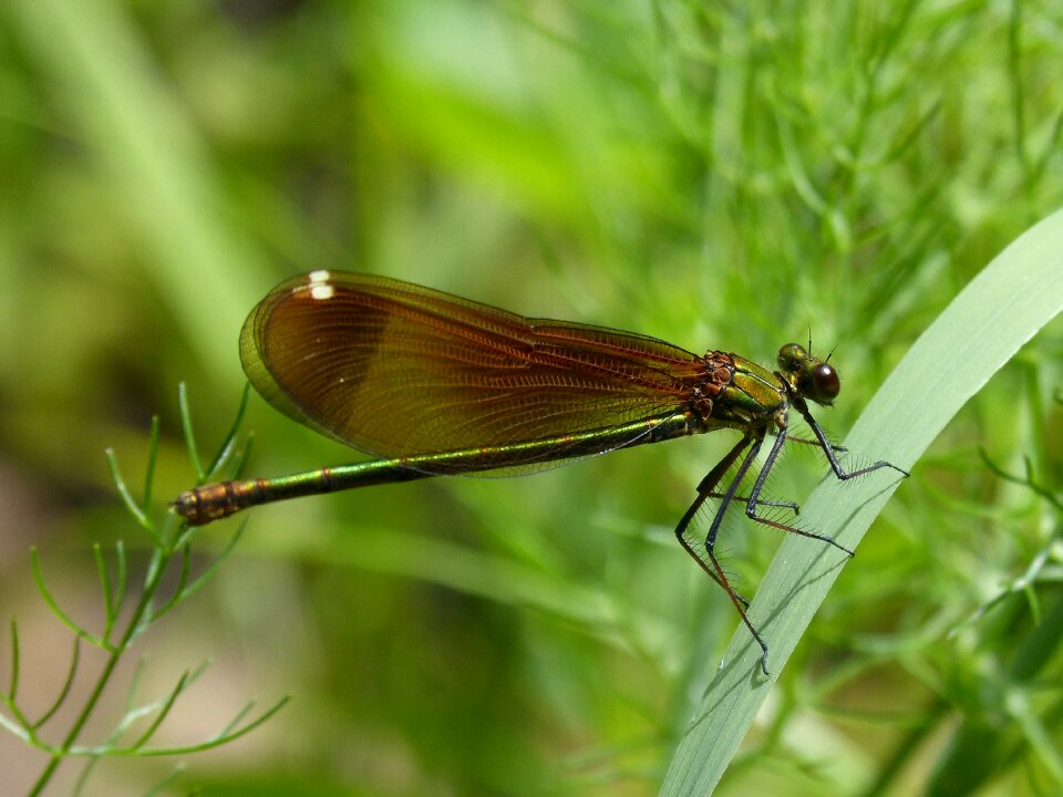 Detail beauty black dragonfly