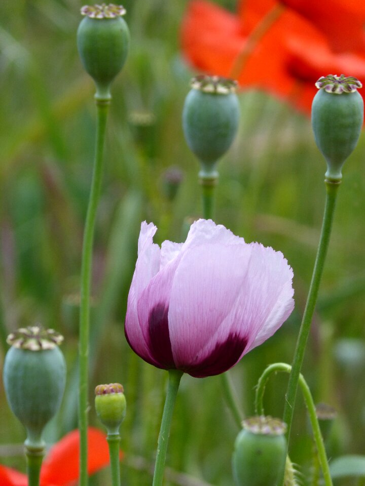 Gravel poppy ababol