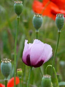 Gravel poppy ababol